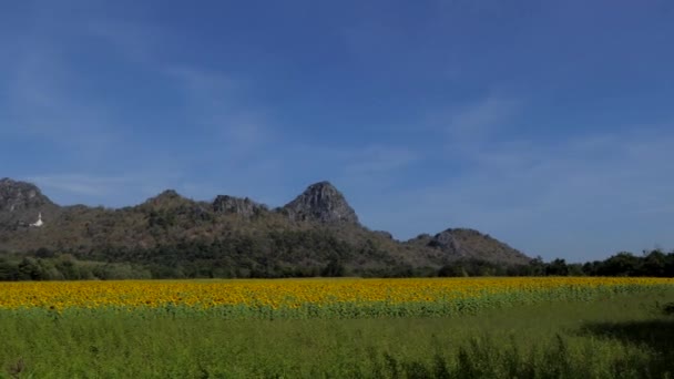 Campo Girasoles Amarillos Creciendo Verano Fondos Cielo Azul — Vídeo de stock