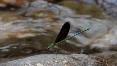 Yusufçuk kal kaya ve şelale tropikal yağmur ormanlarında arka planlar.