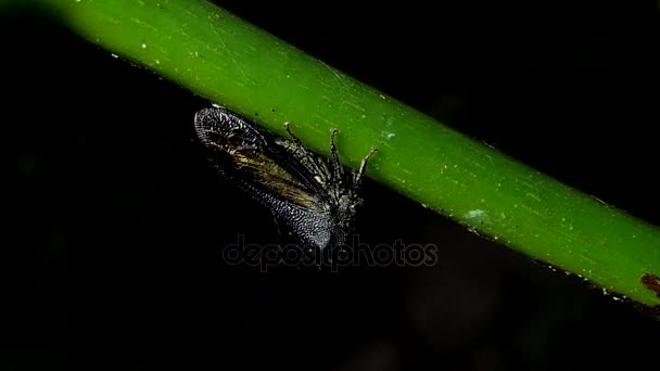 Treehoppe Membracidae 在热带雨林的分支 — 图库视频影像