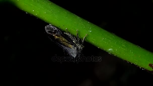 Strang Treehoppe Membracidae Rama Selva Tropical Tailandia — Vídeo de stock