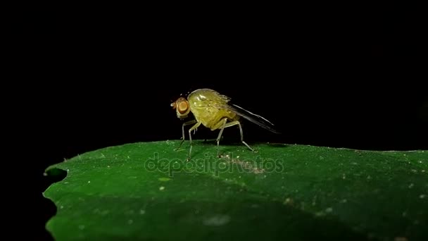 热带雨林树叶上的果蝇虫 苍蝇渣 — 图库视频影像