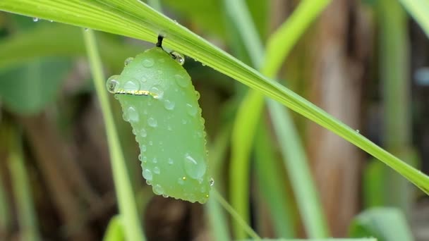 Pupa Uma Borboleta Folhas Floresta Tropical Depois Chuva — Vídeo de Stock