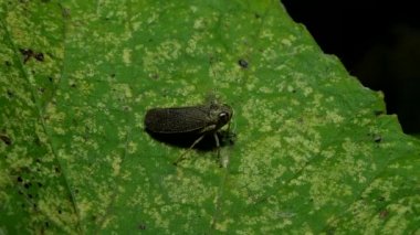 Kahverengi planthopper (Nilaparvata lugens) yaprakları üzerinde böcek zararlıları tropikal yağmur ormanlarında olduğunu..