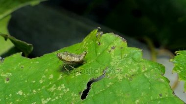 Kahverengi planthopper (Nilaparvata lugens) yaprakları üzerinde böcek zararlıları tropikal yağmur ormanlarında olduğunu..
