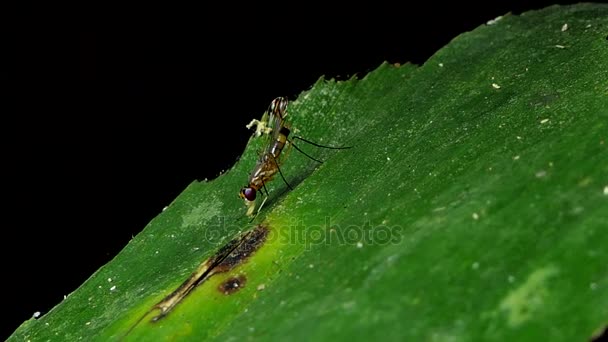 Mouches Pattes Inclinées Sur Les Feuilles Dans Forêt Tropicale Humide — Video