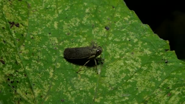 Kahverengi Planthopper Nilaparvata Lugens Yaprakları Üzerinde Böcek Zararlıları Tropikal Yağmur — Stok video
