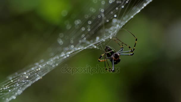 Spider Web Tropical Rain Forest Rain — Stock Video