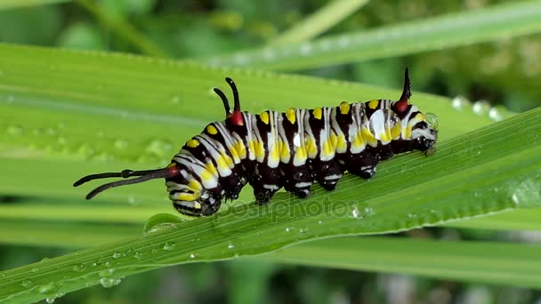 Urtiga Caterpillar Folhas Floresta Tropical — Vídeo de Stock