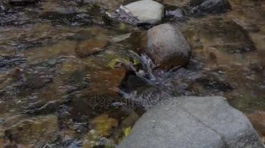 Tropikal yağmur ormanlarında, kavramı gerçek zamanlı ağır çekim içine su akışı. doğa arka plan.