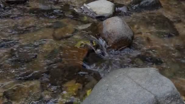 Water Stream Nella Foresta Pluviale Tropicale Concetto Tempo Reale Rallentatore — Video Stock