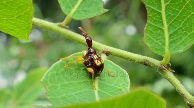 Yapraklarda böcek haşere tropikal yağmur ormanlarında zürafa Weevil (Apoderus notatus) olduğunu.