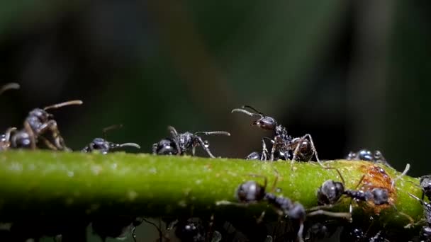 Army Black Ants Branch Rain Tropical Rain Forest — Stock Video