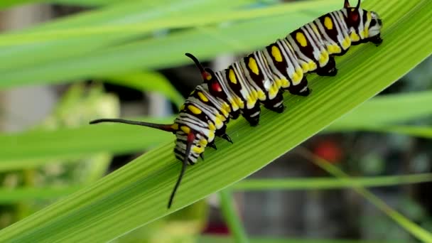 Nettle Caterpillar Leaves Tropical Rain Forest — Stock Video