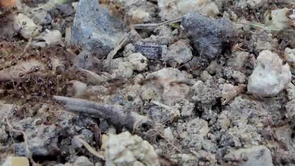 Hormigas Obreras Que Transportan Alimentos Insectos Muertos Selva Tropical — Vídeo de stock