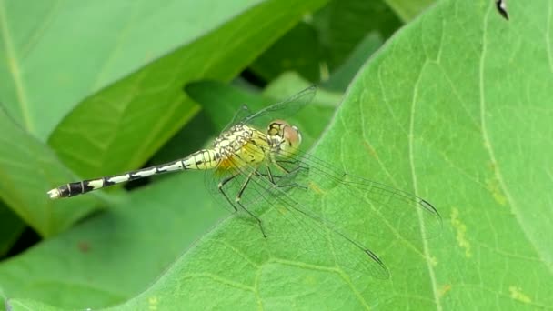 Libelle Ist Insektenschädling Auf Zweig Tropischen Regenwald — Stockvideo