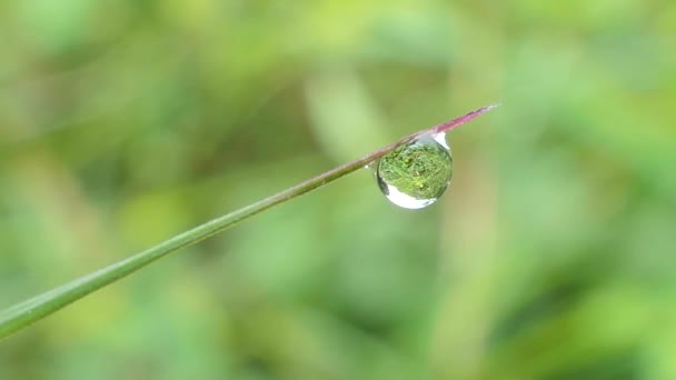 Waterdruppels Grass Regen Ochtend — Stockvideo