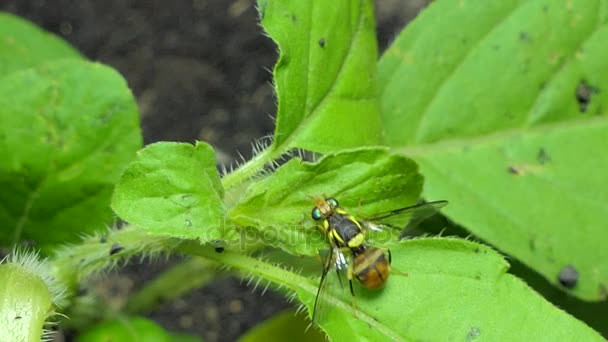 オリエンタルフルーツフライ バクトロセラ ドルサリス ヘンデル は熱帯雨林の葉に害虫 — ストック動画