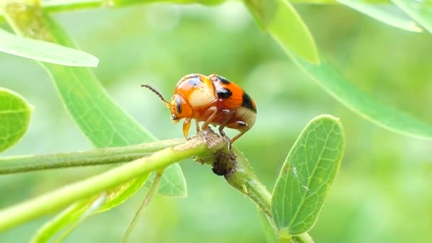 Nyckelpiga Micraspis Discolor Naturliga Fiender Till Insekt Pest Bladen Tropisk — Stockvideo