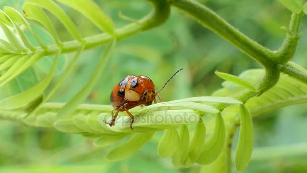 Ladybug Micraspis Discolor Природні Вороги Комах Шкідників Листі Тропічних Дощових — стокове відео