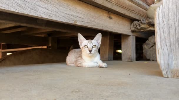 Lindo Gatito Sentado Suelo Gato Nativo Tailandia — Vídeos de Stock