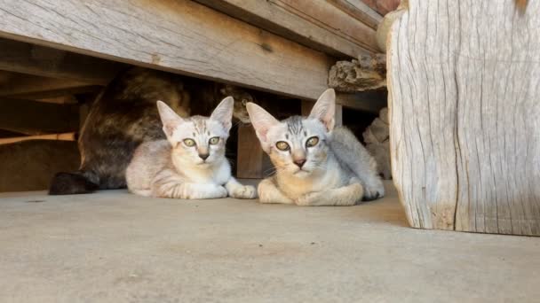 Niedliches Kätzchen Auf Dem Boden Sitzend Katze Aus Thailand — Stockvideo