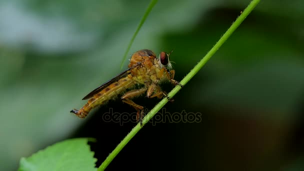 Robber Fly Asilidae Enemigo Natural Plaga Insectos Rama Selva Tropical — Vídeos de Stock