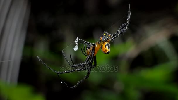 Nahaufnahme Einer Spinne Netz Tropischen Regenwald Nach Regen — Stockvideo