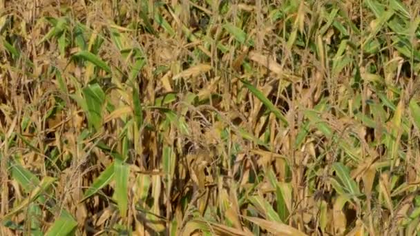 Corn Field Damaged Drought Dry Weather Water Diseases Plants Concept — Stock Video