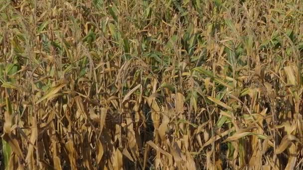 Campo Maíz Fue Dañado Por Sequía Clima Seco Sin Agua — Vídeo de stock