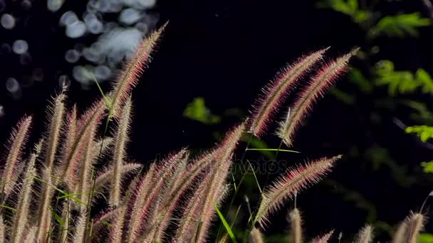 自然の背景に浮かぶガラスの微妙な茎 — ストック動画