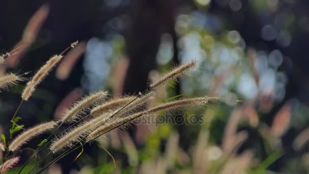 Subtiles Tiges Herbe Flottant Dans Vent Milieux Naturels — Video