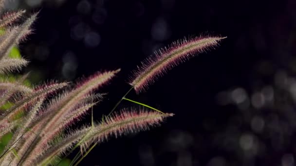 Тонкі Стебла Трави Плавають Вітрі Природні Фони — стокове відео