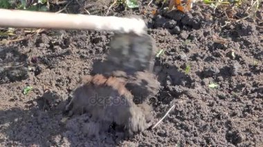 Dostum ile kürek, kazma delik hazırlamak yere dikim için sahne, tarımsal Kırsal İnşaat.
