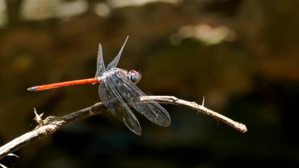 Libélula Enemigos Naturales Plaga Insectos Rama Selva Tropical — Vídeos de Stock