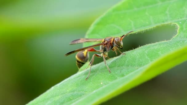 Hornet Natural Enemies Insect Pest Leaves Tropical Rain Forest — Stock Video