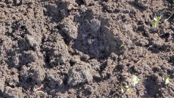 鋤で穴を掘り 地面植栽の準備 田舎で農業のシーンの作品 — ストック動画