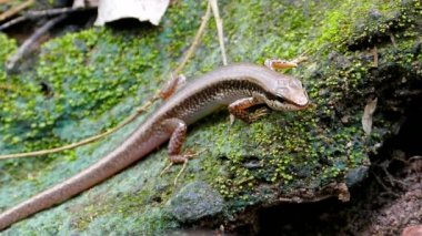 Siyah lekeli yere Skink (Scincella melanosticta) kaya tropikal yağmur ormanlarında.