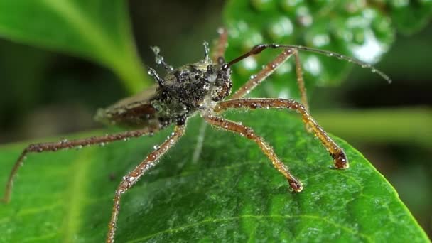 Coléoptère assassin sur les feuilles dans la forêt tropicale humide .