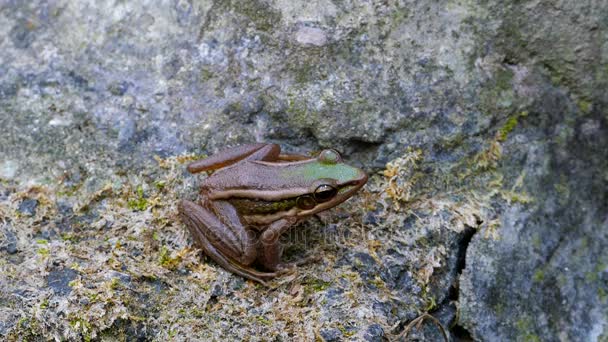 Green Paddy Frog Rock Tropical Rain Forest — Stock Video