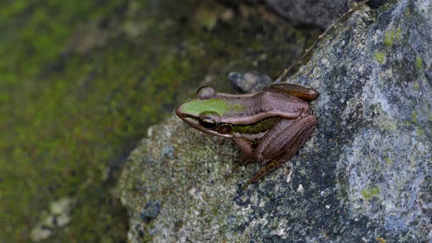 Grenouille Paddy Verte Sur Roche Dans Forêt Tropicale Humide — Video