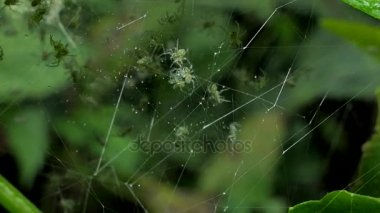 Tropikal yağmur ormanlarında, 4k web larva örümcekler. Yakınlaştır.