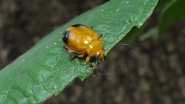 Zabójca Bug Beetle Chrysocoris Stollii Liście Tropikalnym Lesie Deszczowym — Wideo stockowe
