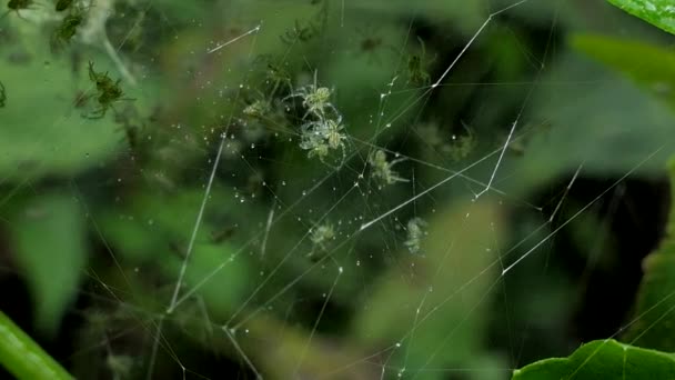 Larves d'araignées sur la toile dans la forêt tropicale humide, 4K. zoom avant .