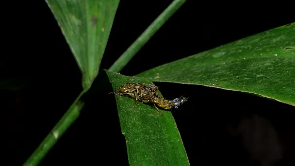 Rove Beetle Staphylinidae Sobre Las Hojas Selva Tropical — Vídeos de Stock