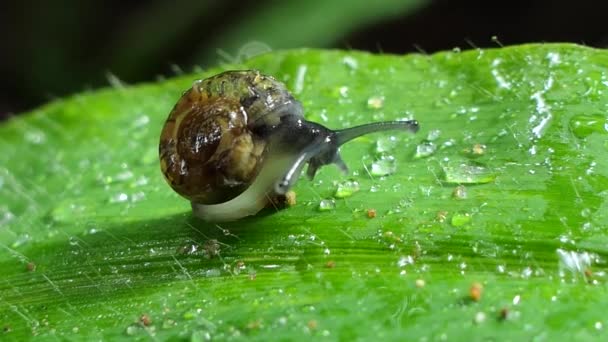 우림에서 달팽이 — 비디오