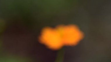 Turuncu cosmos çiçek cosmos Field'da rüzgarda. kavram odak.