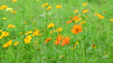 Turuncu cosmos çiçek cosmos Field'da rüzgarda. kavram odak.