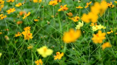 Turuncu cosmos çiçek cosmos Field'da rüzgarda. kavram odak.