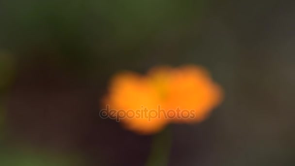 Laranja Flor Cosmos Vento Campo Cosmos Conceito Defocus — Vídeo de Stock