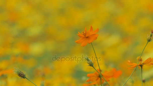Yellow Cosmos Flower Wind Cosmos Field — Stock Video